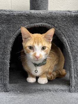 Rescue Tabby Cats for Adoption in Mount Pleasant, South Carolina - Ryder | PetCurious