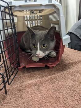 Rescue Domestic Short Hair Cats for Adoption in Cleveland, Ohio - Maizy | PetCurious