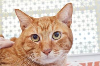 Zion -  Domestic Short Hair and Tiger Cat for Adoption in Sanford, Florida - Zion | PetCurious
