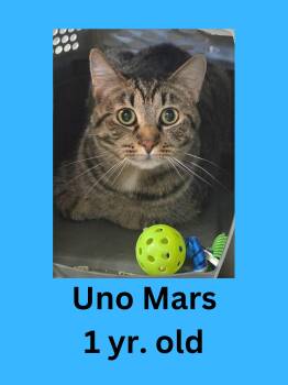 Domestic Short Hair Cats Available for Adoption - Uno Mars | PetCurious