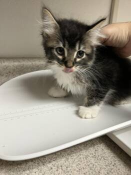 Tabby Cats Available for Adoption - Nyra | PetCurious