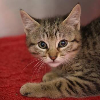 SPWC-Stray-24527 -  Domestic Short Hair Cat for Adoption in Briarcliff Manor, New York - SPWC-Stray-24527 | PetCurious