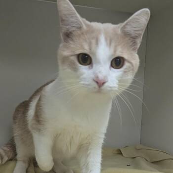Creamsicle -  Domestic Short Hair Cat for Adoption in Jeffersonville, Indiana - Creamsicle | PetCurious