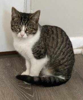 Rescue Domestic Short Hair Cats for Adoption in Salem, Ohio - Sally | PetCurious