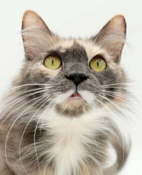Maine Coon and Dilute Tortoiseshell Cats Available for Adoption in Bedford Hills, New York - Gracie Is Love Snuggles And Beauty - What A STORY - VIDEO - Seni | PetCurious