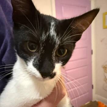 Tallstar -  Domestic Short Hair Cat for Adoption in Daphne, Alabama - Tallstar | PetCurious
