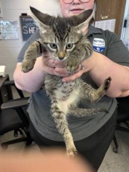STEWERT -  Domestic Short Hair Cat for Adoption in Casper, Wyoming - STEWERT | PetCurious