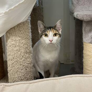 Nova -  Domestic Short Hair Cat for Adoption in Bedford, New Hampshire - Nova | PetCurious