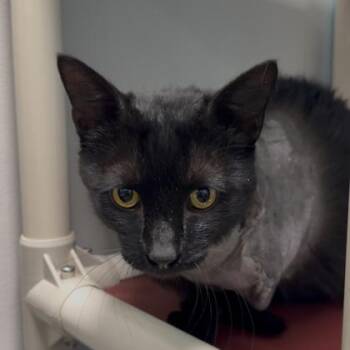 Pirate -  Domestic Short Hair Cat Available for Adoption in Janesville, Wisconsin - Pirate | PetCurious