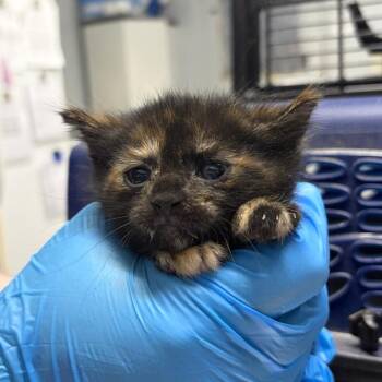Domestic Short Hair Cats Available for Adoption in Summerville, South Carolina - Cayenne | PetCurious