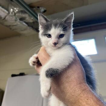 Sour Cream -  Domestic Short Hair Cat for Adoption in Harrisville, West Virginia - Sour Cream | PetCurious