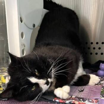 Domestic Short Hair Cats Available for Adoption - Xavier | PetCurious