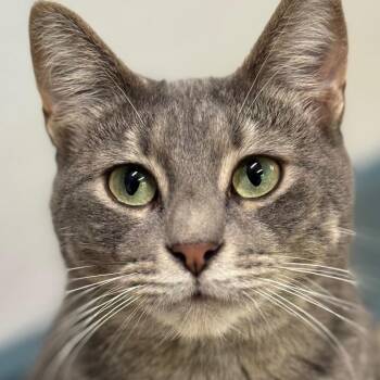 Twiggy -  Domestic Short Hair Cat for Adoption in Decatur, Georgia - Twiggy | PetCurious