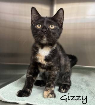 Gizzy -  Domestic Short Hair Cat for Adoption in Pawleys Island, South Carolina - Gizzy | PetCurious