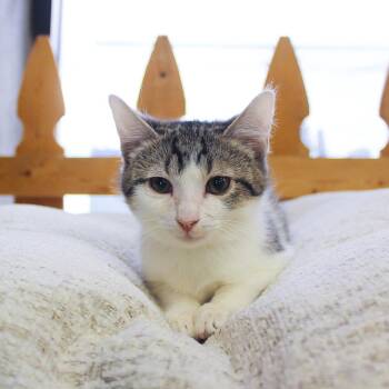Peck -  Tabby Cat for Adoption in Wayne, New Jersey - Peck | PetCurious