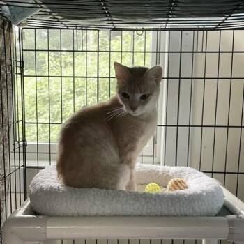 James -  Domestic Short Hair Cat for Adoption in Attleboro, Massachusetts - James | PetCurious