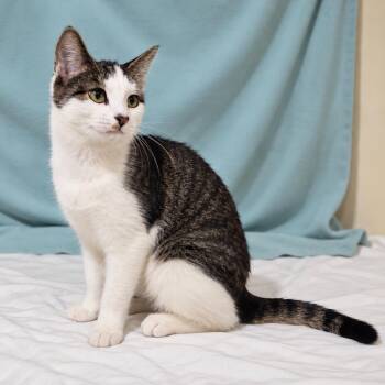 Tasha -  Domestic Short Hair Cat for Adoption in Traverse City, Michigan - Tasha | PetCurious