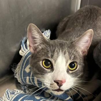 Chuky -  Domestic Short Hair Cat for Adoption in Tulsa, Oklahoma - Chuky | PetCurious