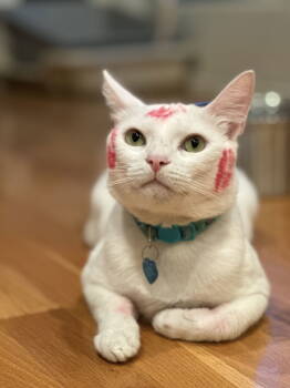 Rescue Domestic Short Hair Cats for Adoption in Long Beach, California - Milky | PetCurious