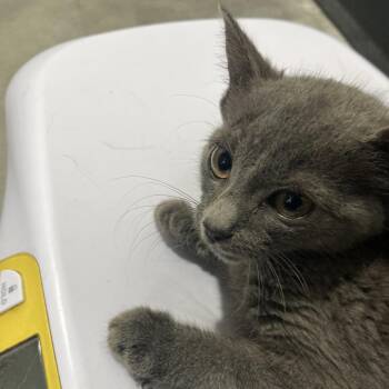Christian Grey -  Domestic Short Hair Cat for Adoption in Tampa, Florida - Christian Grey | PetCurious