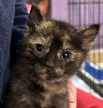 Domestic Short Hair Cats Available for Adoption in Ontario, New York - Gabby | PetCurious