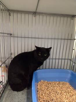 Beowolf -  Domestic Short Hair Cat for Adoption in Rock Springs, Wyoming - Beowolf | PetCurious