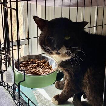 Bobby B -  Domestic Short Hair Cat for Adoption in Titusville, Florida - Bobby B | PetCurious