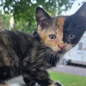 Sassy -  Domestic Short Hair Cat for Adoption in Grantsville, Utah - Sassy | PetCurious