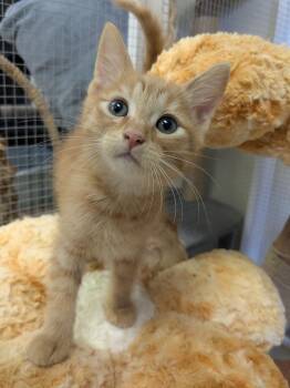 Haku -  Domestic Short Hair Cat for Adoption in Yuma, Arizona - Haku | PetCurious