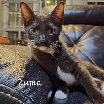 Rescue Domestic Short Hair Cats for Adoption in St. Augustine, Florida - Zuma | PetCurious