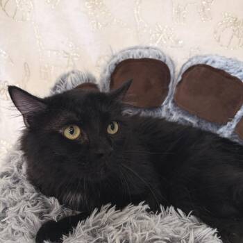 Jefe -  Domestic Medium Hair Cat for Adoption in Riverwoods, Illinois - Jefe | PetCurious