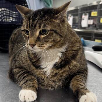 Moto Moto -  Domestic Short Hair Cat for Adoption in Salt Lake City, Utah - Moto Moto | PetCurious