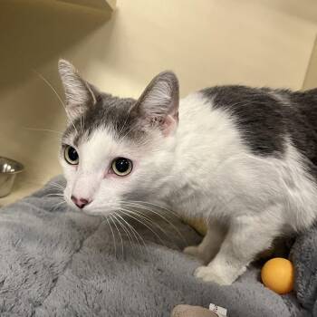 Domestic Short Hair Cats Available for Adoption in Oak Brook, Illinois - Winston | PetCurious