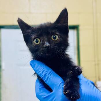 LOUIS -  Domestic Medium Hair Cat Available for Adoption in Lucedale, Mississippi - LOUIS | PetCurious