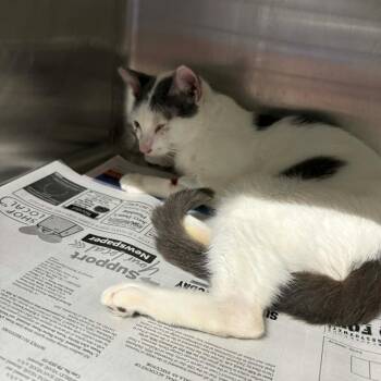 Domestic Short Hair Cats Available for Adoption in Pauls Valley, Oklahoma - Blindspot | PetCurious