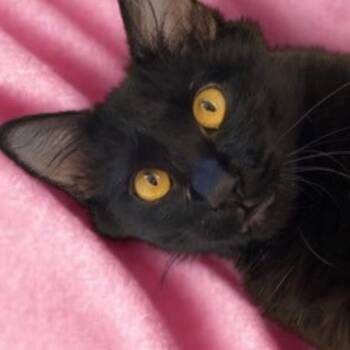Rescue Domestic Short Hair Cats for Adoption in Dallas, Texas - Shadow | PetCurious