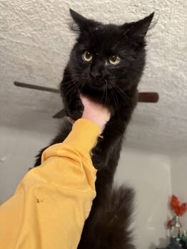 Rescue Domestic Long Hair Cats for Adoption in Albuquerque, New Mexico - Licorice | PetCurious