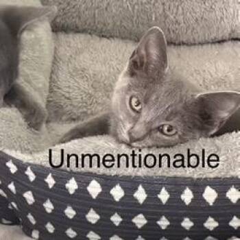 The Unmentionable -  Domestic Short Hair Cat for Adoption in Fredericksburg, Virginia - The Unmentionable | PetCurious