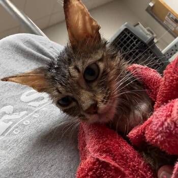Cajun - 081902U -  Domestic Short Hair Cat for Adoption in Tupelo, Mississippi - Cajun - 081902U | PetCurious
