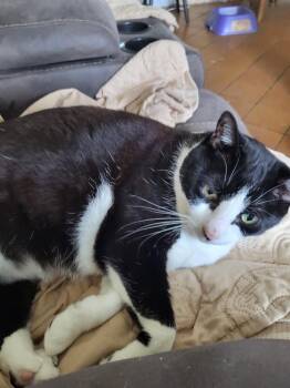 Lili - Center -  Domestic Short Hair Cat for Adoption in Oakland Park, Florida - Lili - Center | PetCurious