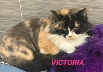Calico Cats Available for Adoption - Victoria Is Now In Foster Care | PetCurious