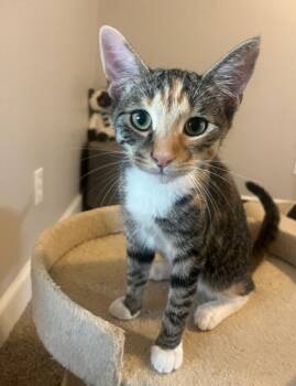 Macaroni -  Torbie Cat for Adoption in San Juan Capistrano, California - Macaroni | PetCurious