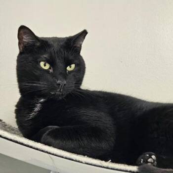 Fazzah -  Domestic Short Hair Cat for Adoption in Atlanta, Georgia - Fazzah | PetCurious