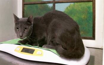 A2094714 -  Domestic Short Hair Cat for Adoption in Houston, Texas - A2094714 | PetCurious