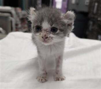 LIME -  Domestic Short Hair Cat for Adoption in Las Vegas, Nevada - LIME | PetCurious