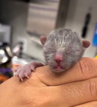 Rescue Domestic Short Hair Cats for Adoption in Ontario, California - ENID- IN FOSTER | PetCurious