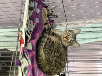 Rescue Domestic Short Hair Cats for Adoption in Wantagh, New York - Misty | PetCurious