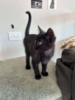 Cam (white collar) -  Domestic Short Hair Cat for Adoption in Traverse City, Michigan - Cam (white Collar) | PetCurious
