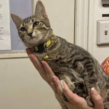 Olive -  Domestic Short Hair Cat for Adoption in Monroe, Louisiana - Olive | PetCurious