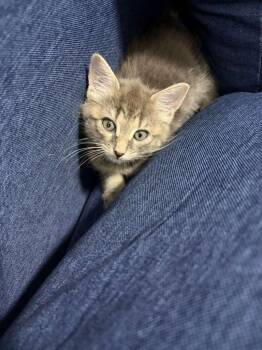Appa -  Domestic Short Hair and Tabby Cat for Adoption in Jersey City, New Jersey - Appa | PetCurious